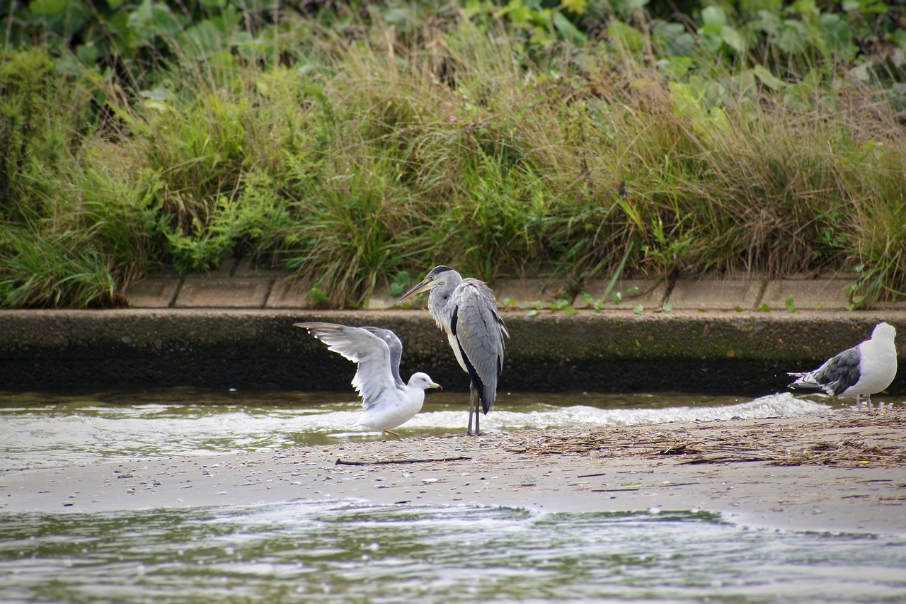 animal river waterside free photo