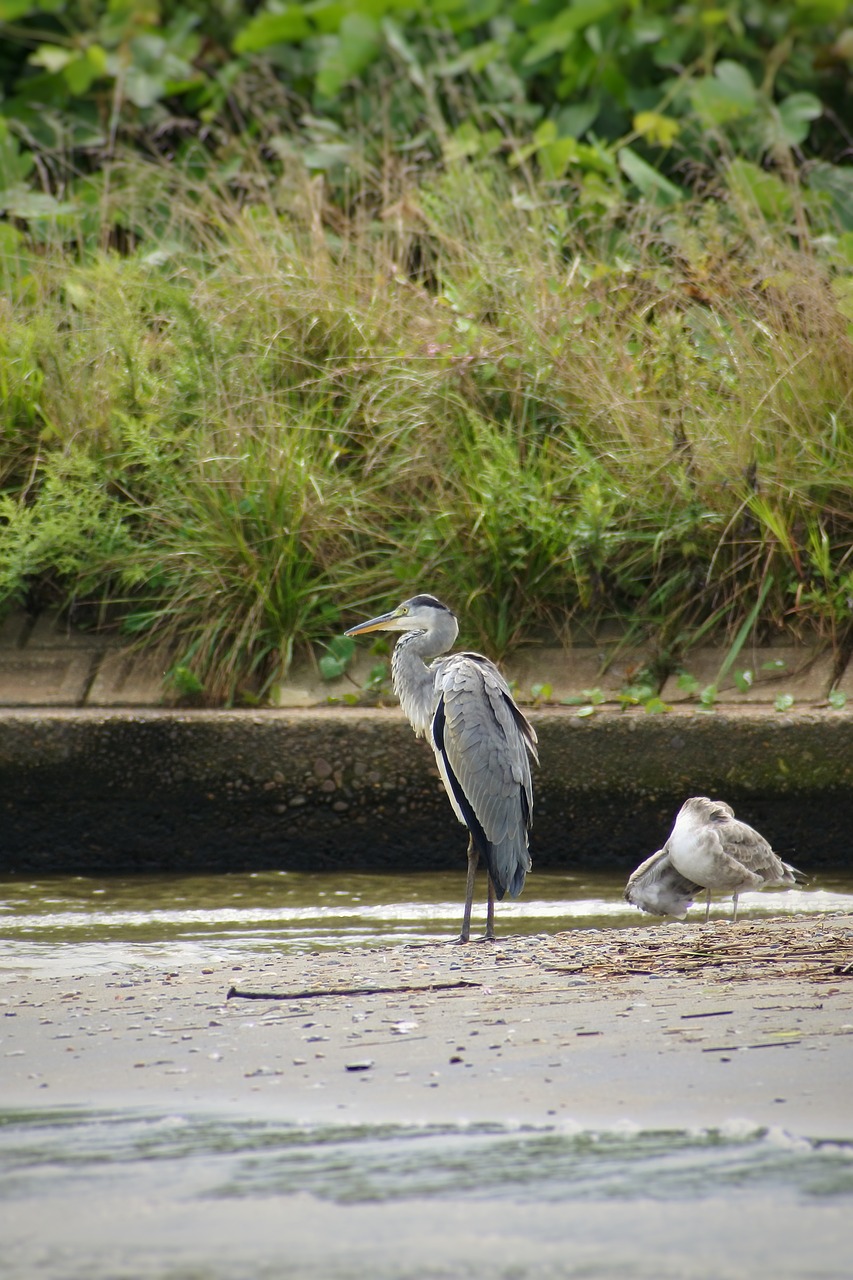 animal river estuary free photo