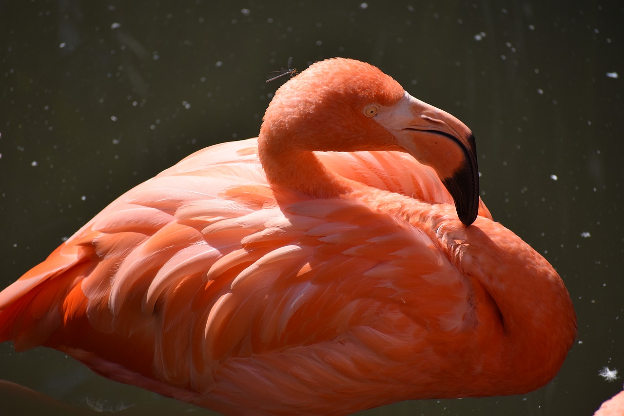 animal zoo flamingo free photo