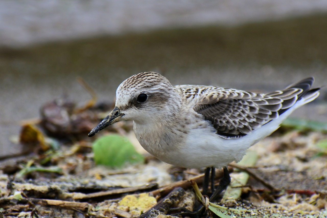 animal wild birds little bird free photo