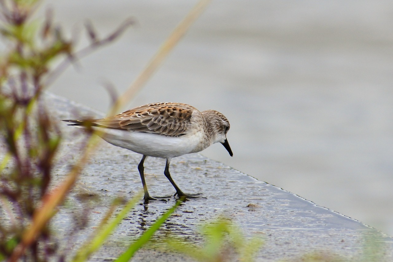 animal river waterside free photo