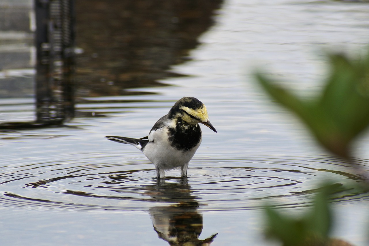 animal pond waterside free photo