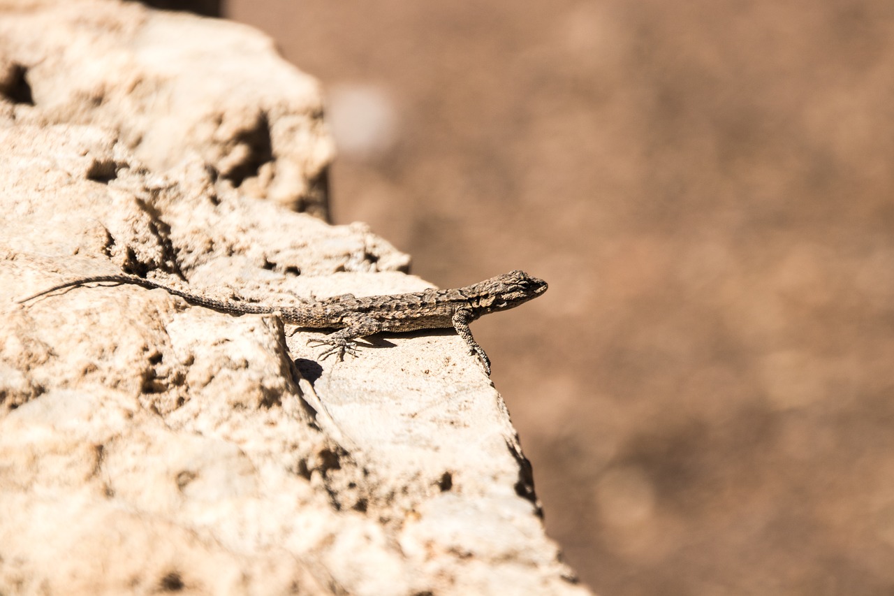 animal lizard canyon free photo