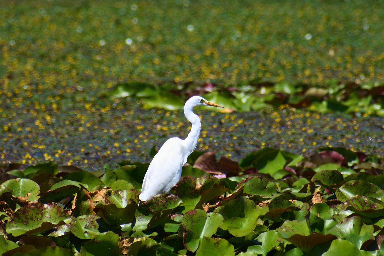 animal pond waterside free photo