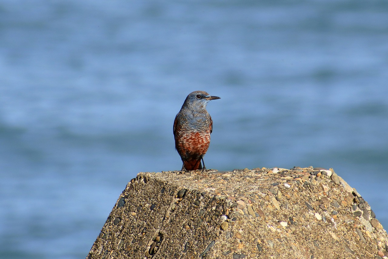 animal sea beach free photo