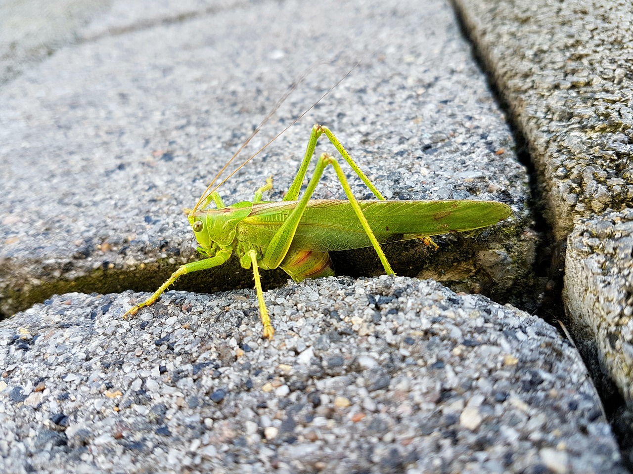 animal grasshopper green free photo