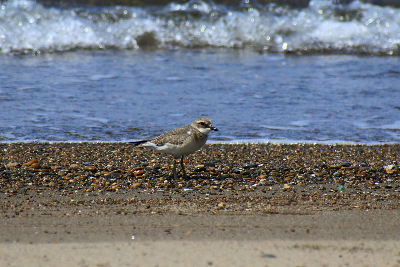 animal sea beach free photo