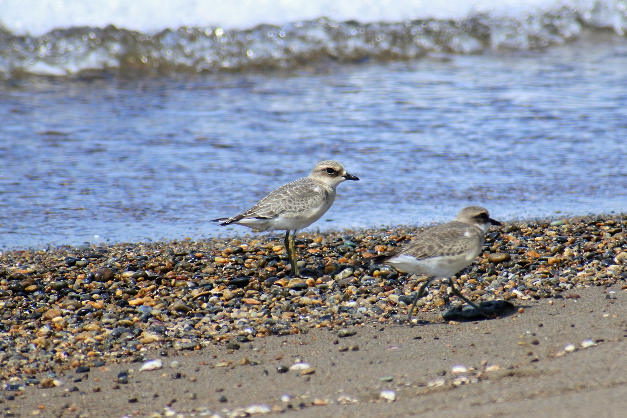 animal sea beach free photo