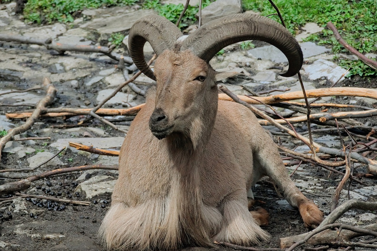 animal horns nature free photo