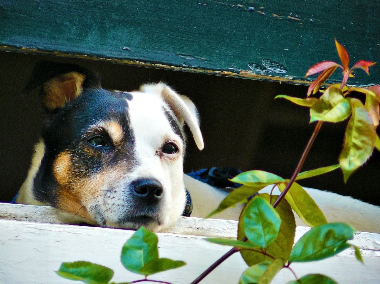 animal dog window free photo