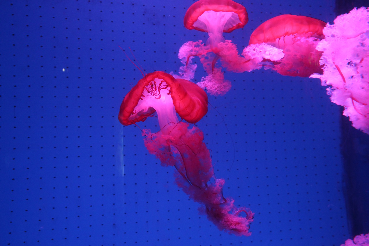 animal jellyfish red free photo