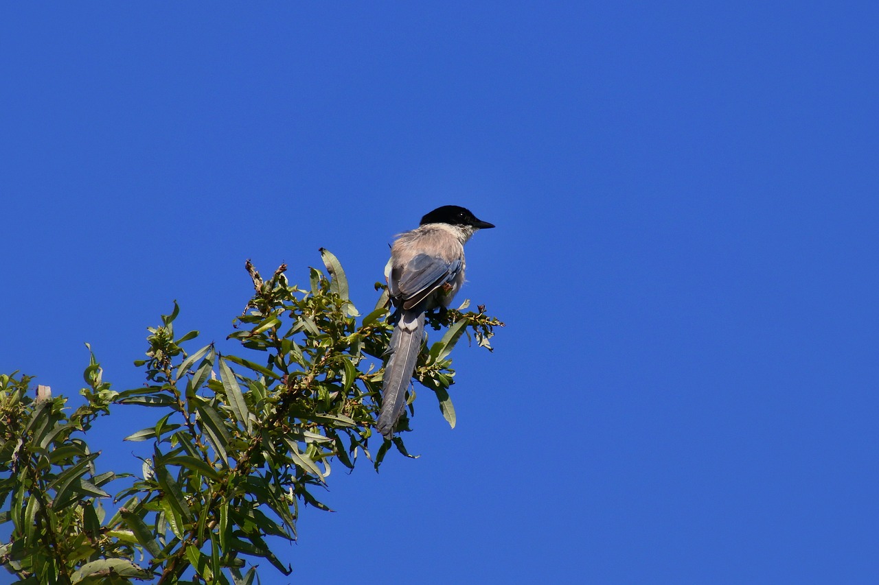 animal wood wild birds free photo