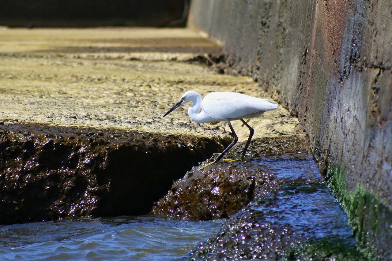 animal sea breakwater free photo