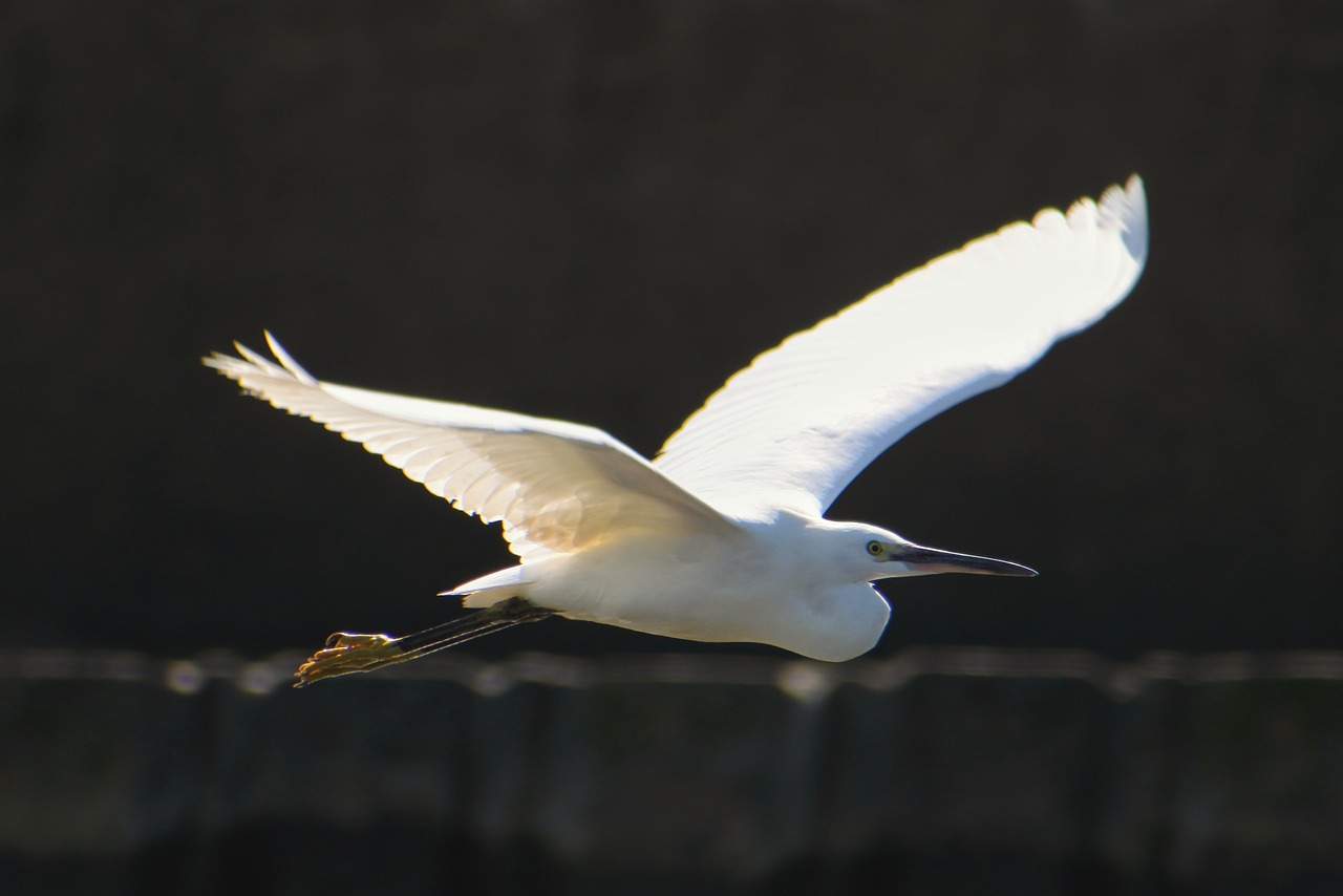 animal sea breakwater free photo