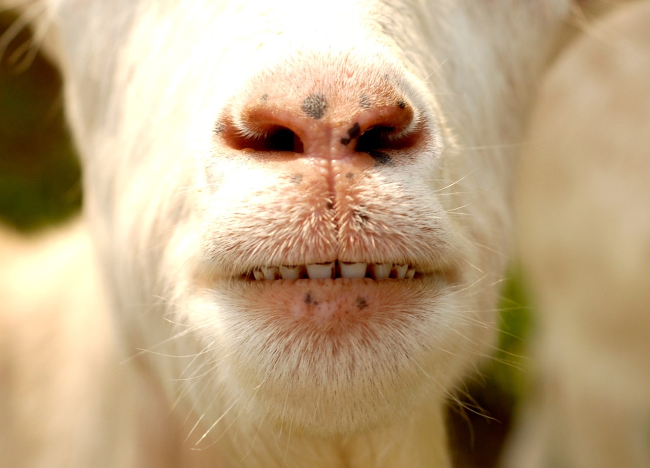 animal goat teeth free photo