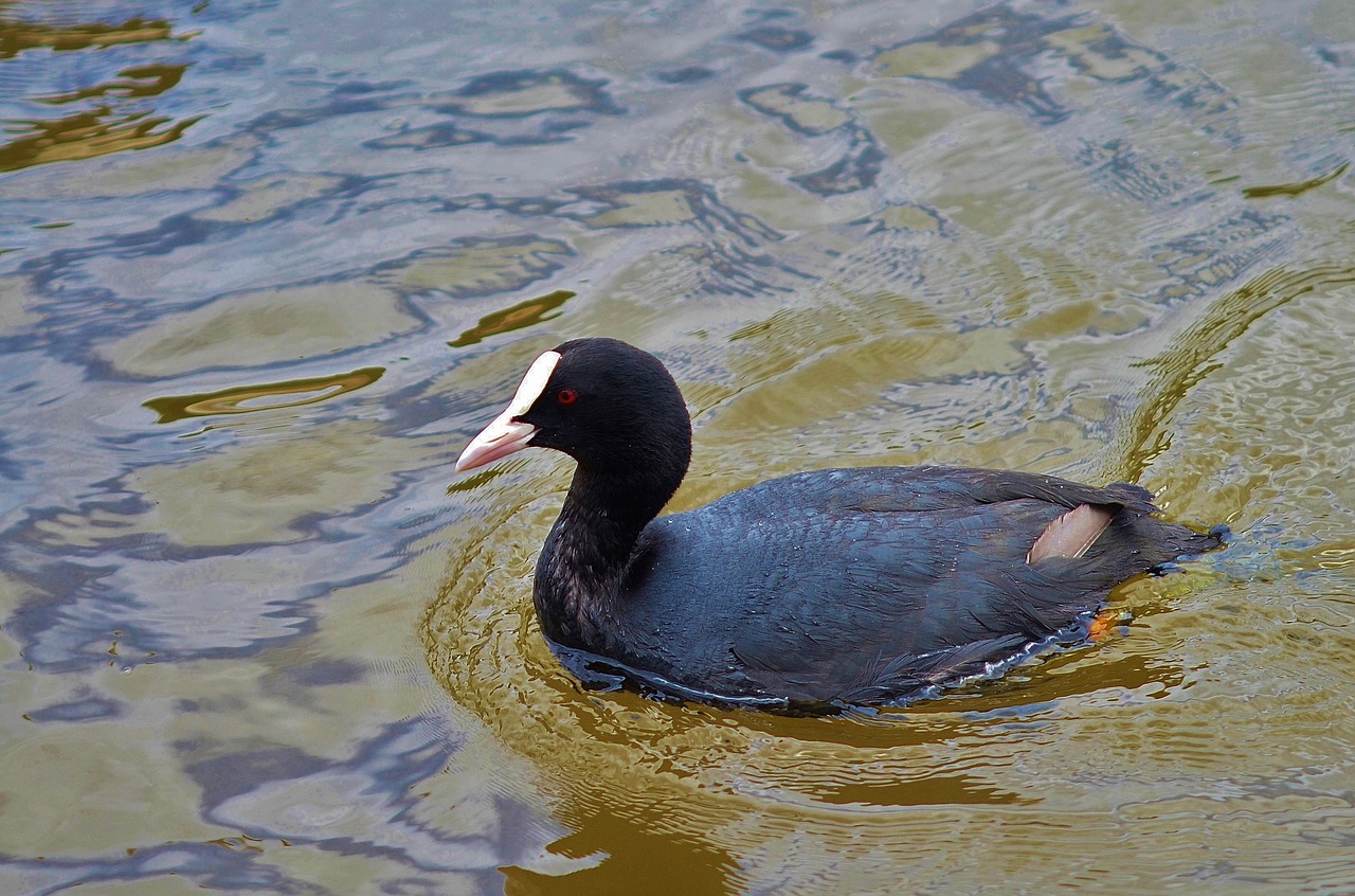 animal bird wildlife free photo