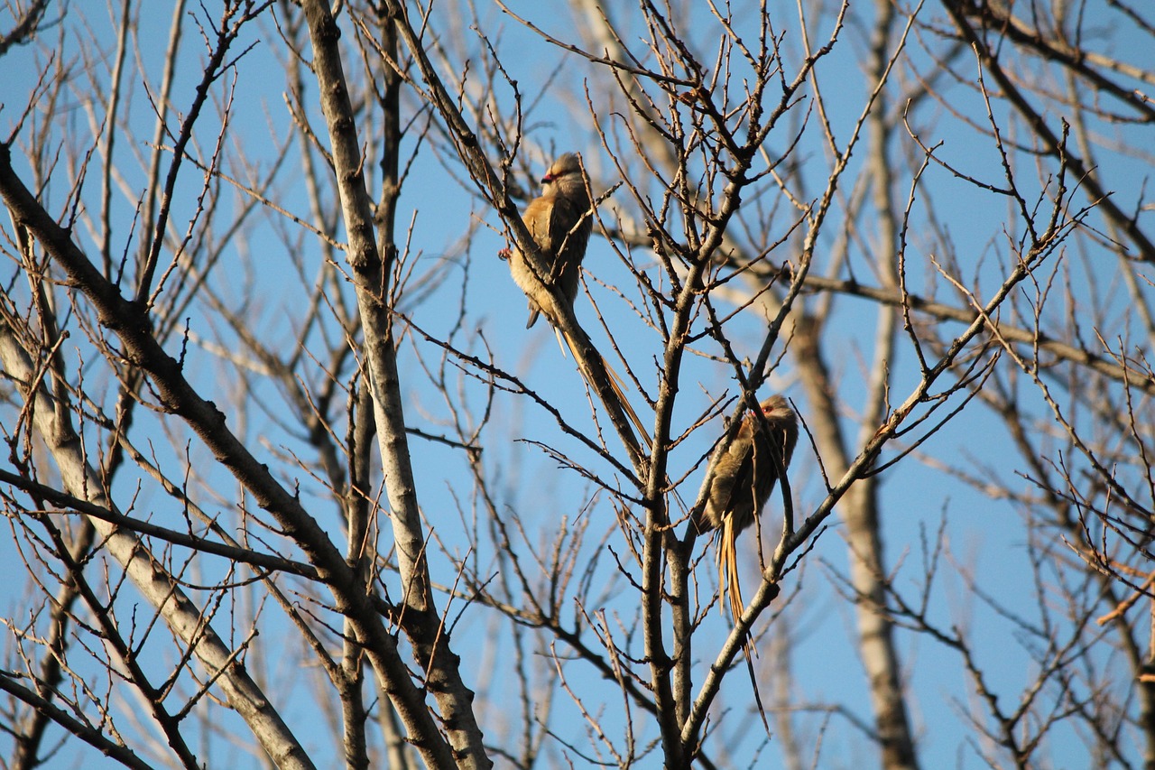 animal bird redfaced mouse birds free photo