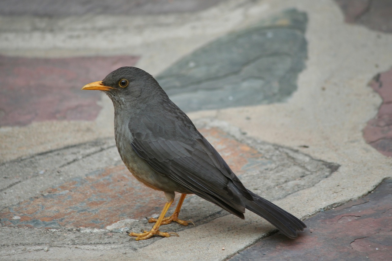 animal bird olive thrush free photo