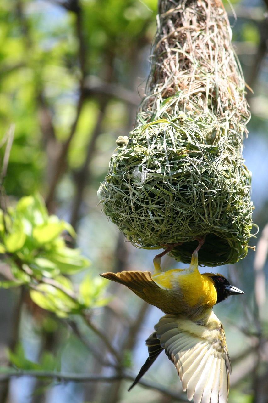 animal bird male weaver free photo