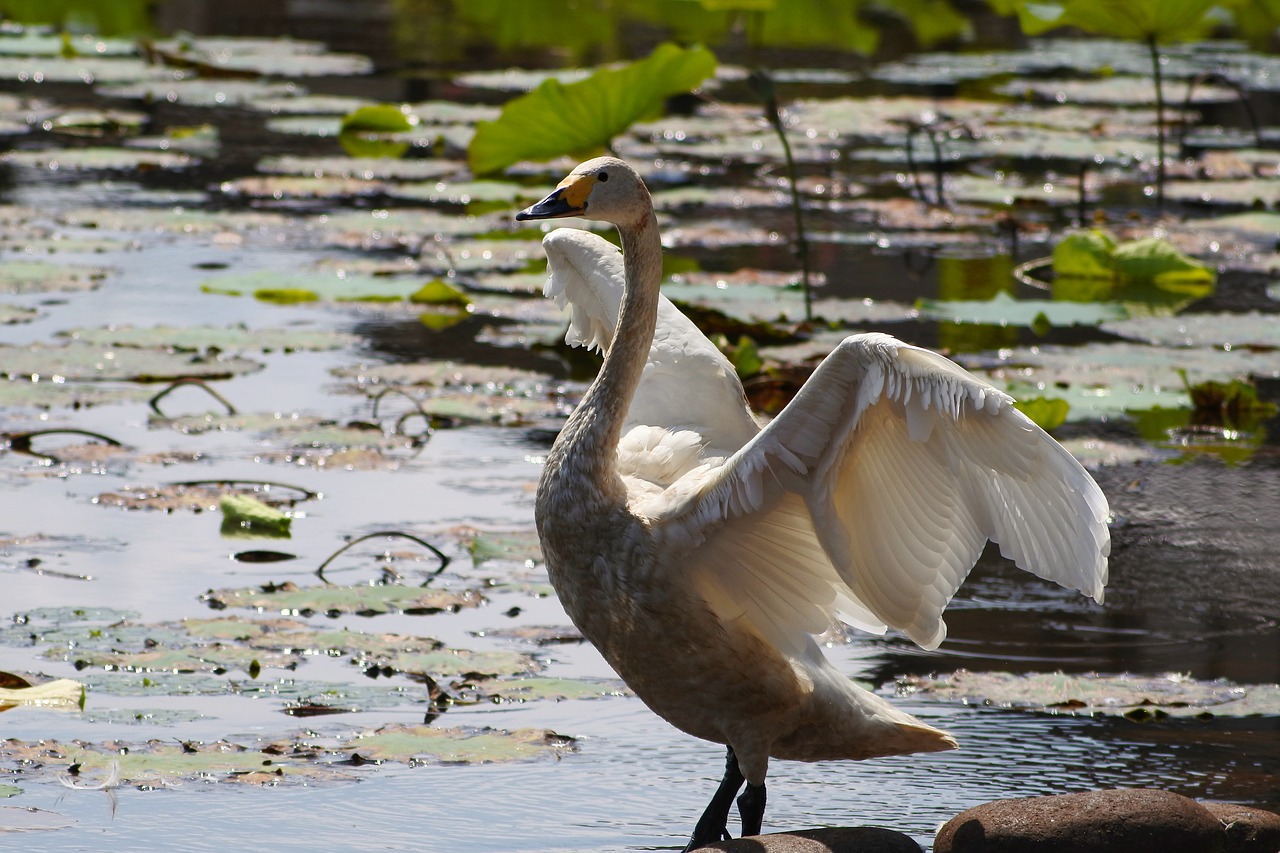 animal lake waterside free photo