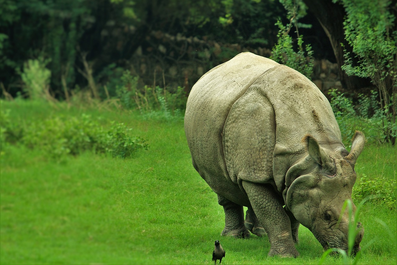 animal zoo rhinoceros free photo
