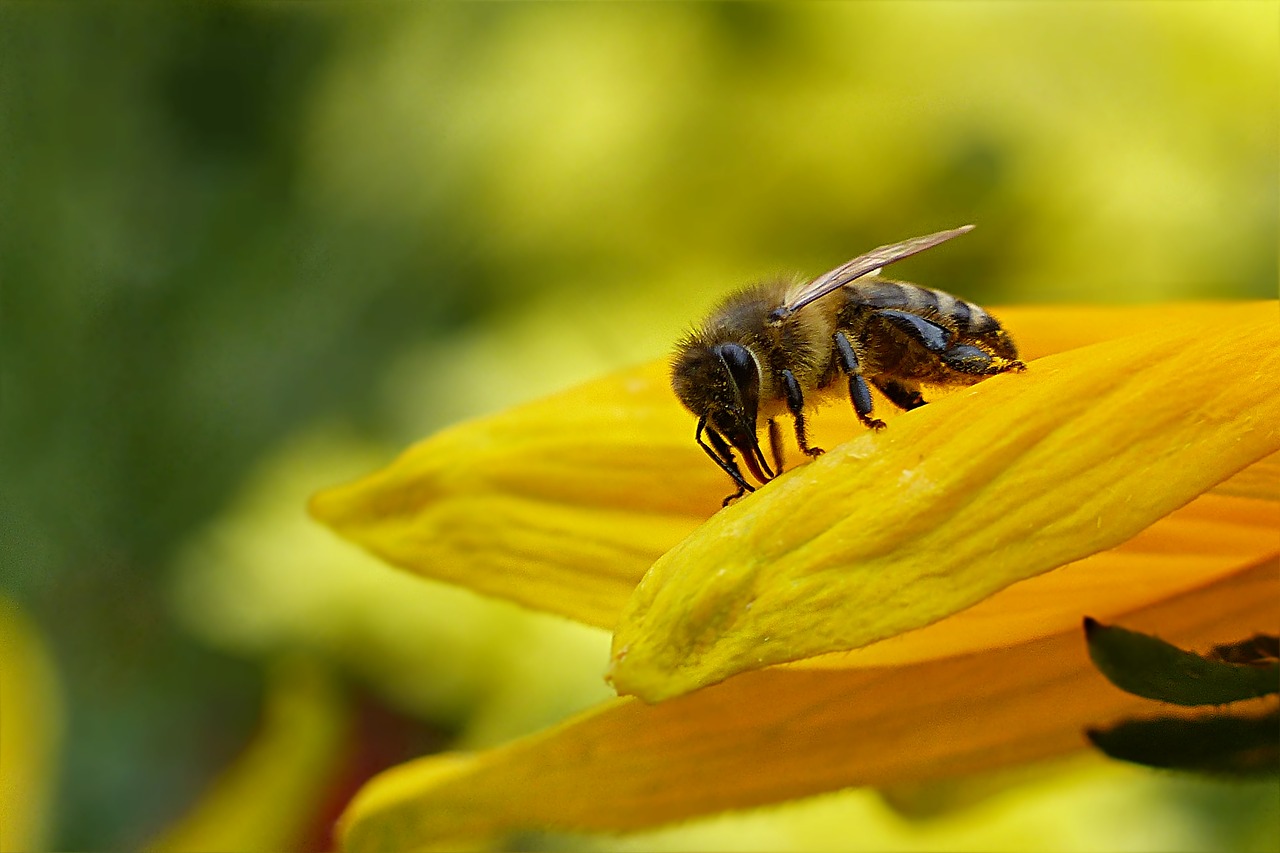 animal insect bee free photo