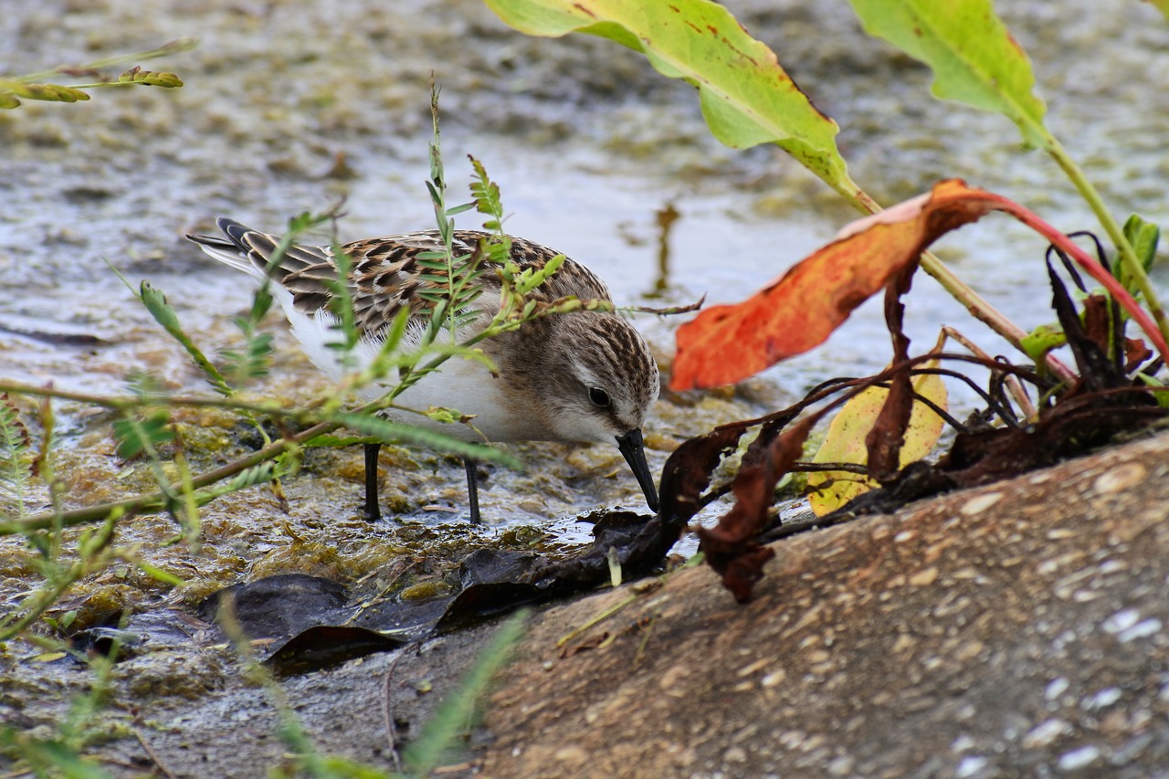 animal waterside grass free photo