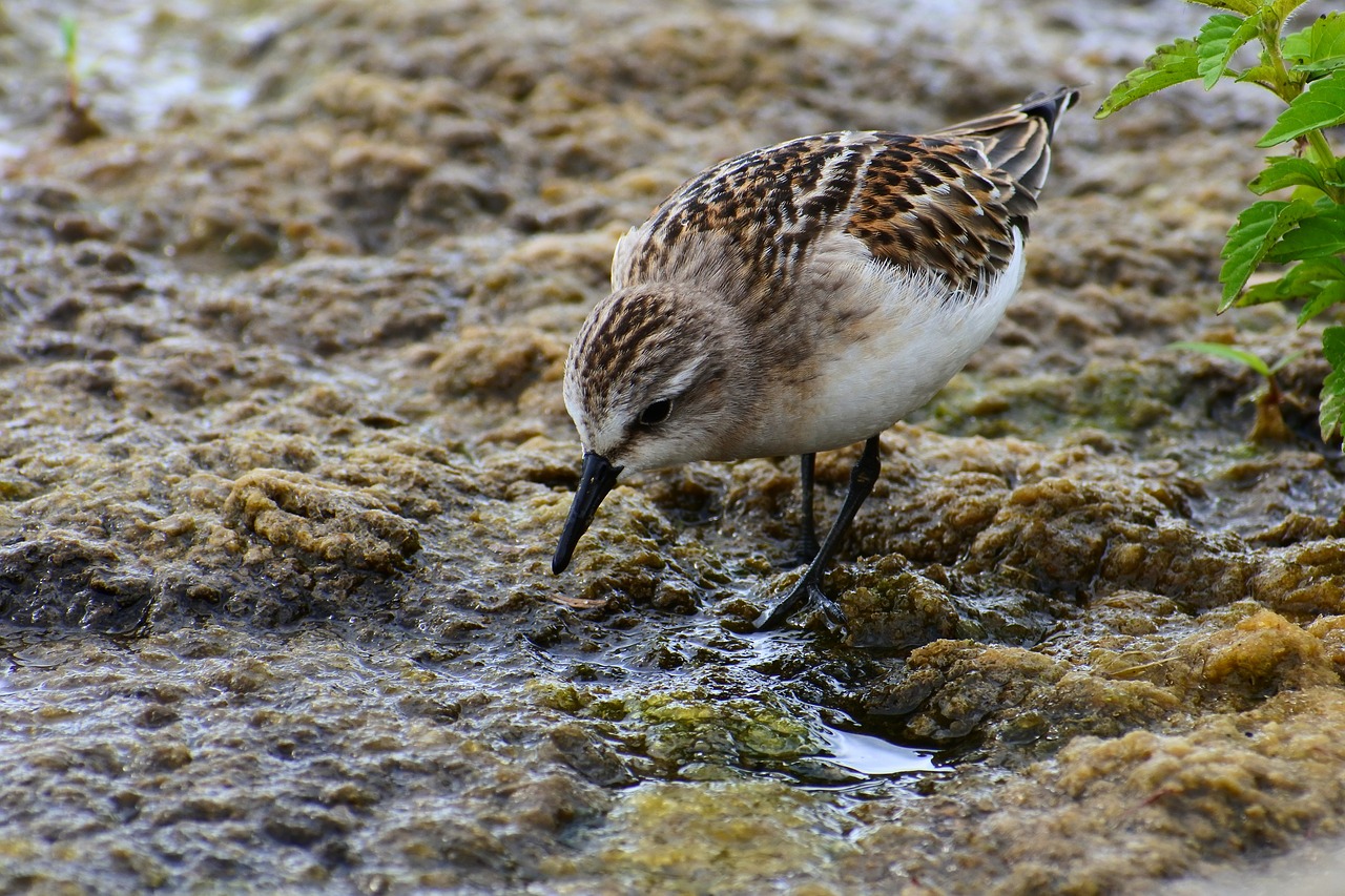 animal waterside grass free photo