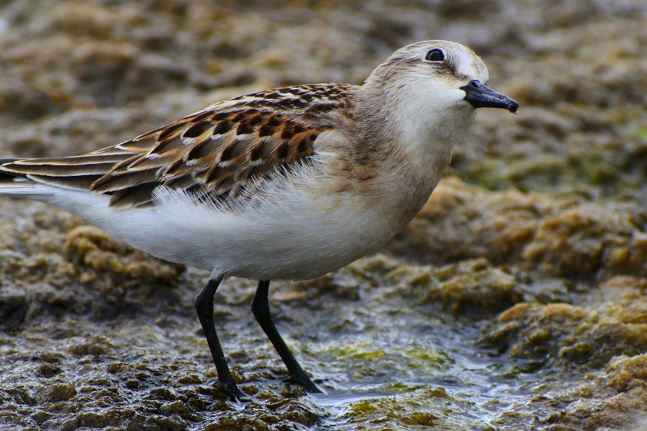 animal waterside grass free photo