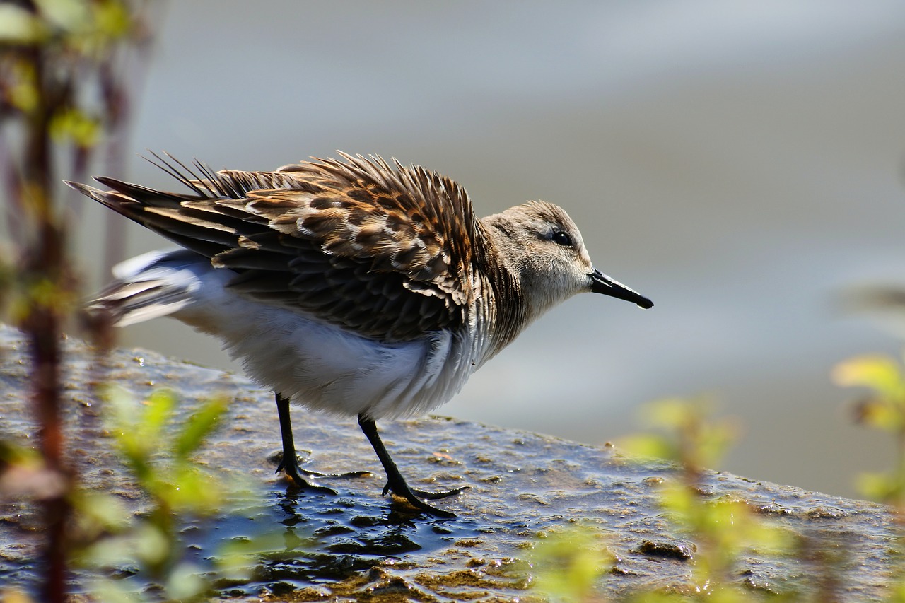 animal river waterside free photo