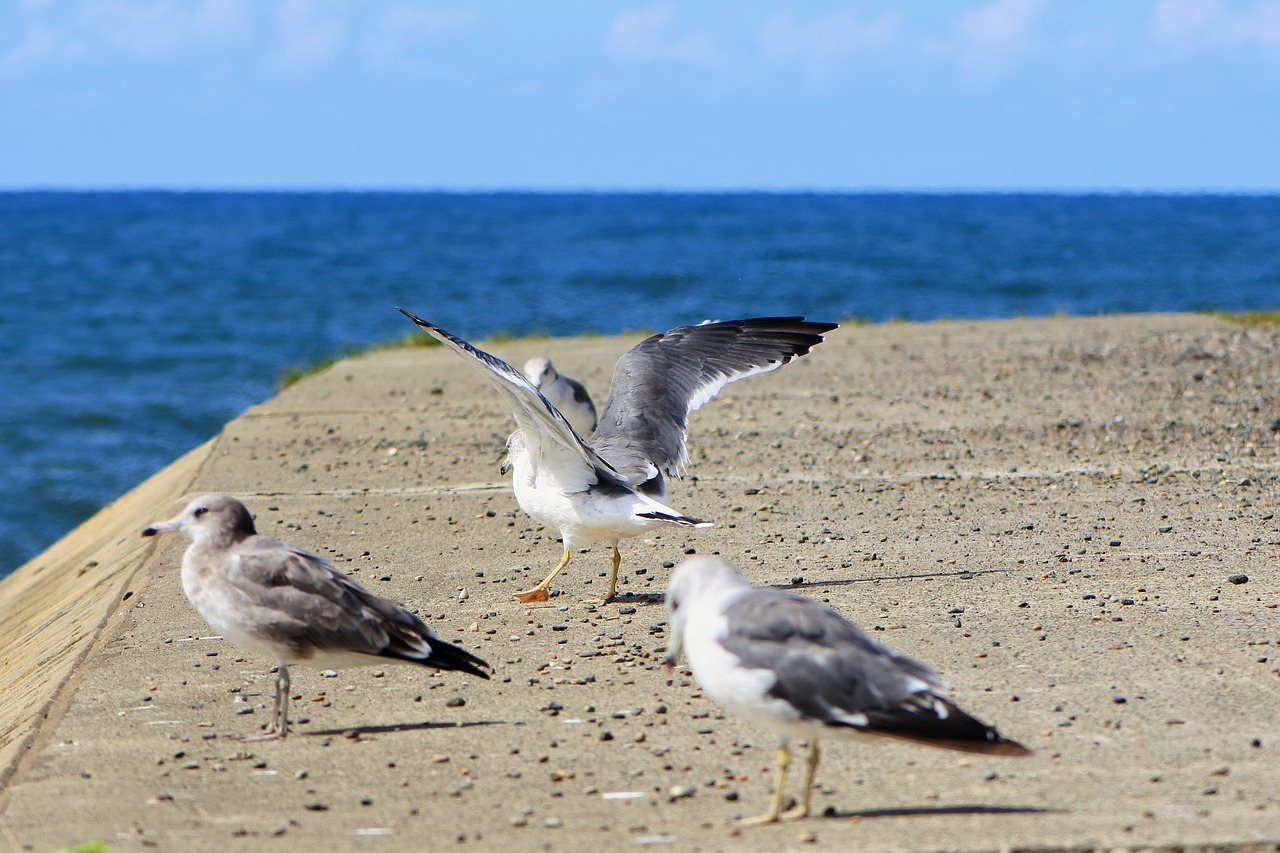 animal sea beach free photo