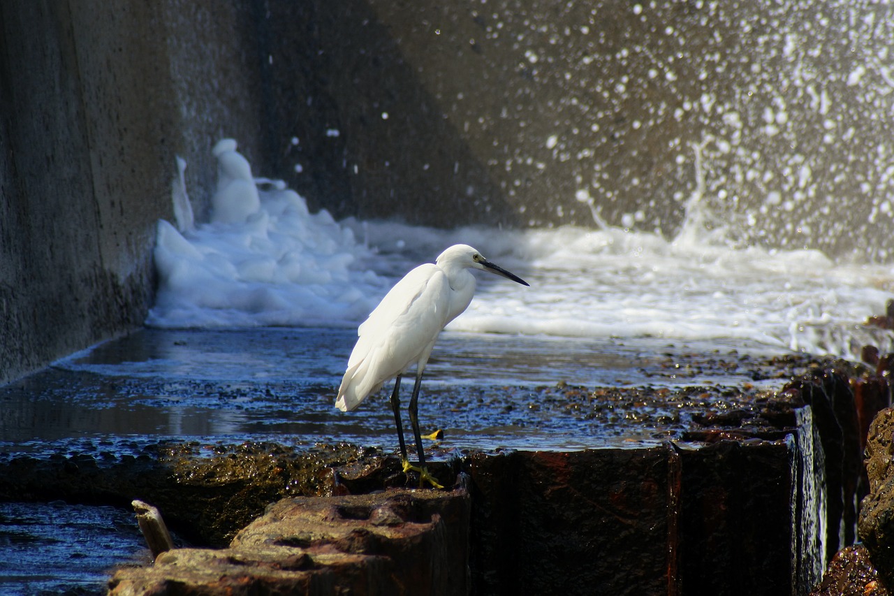 animal sea river free photo