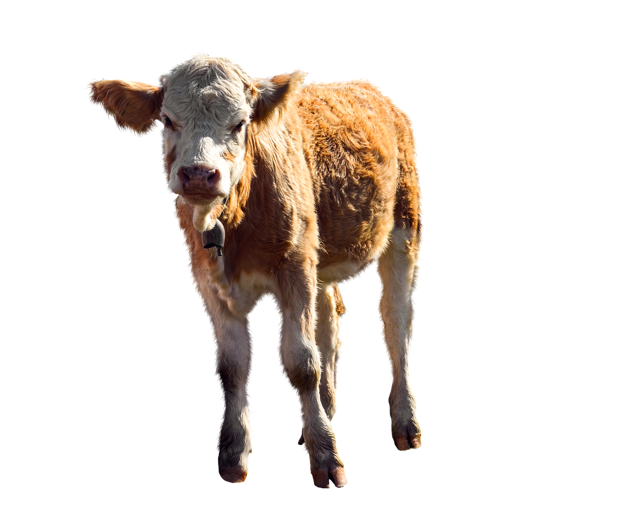 animal calf agriculture free photo