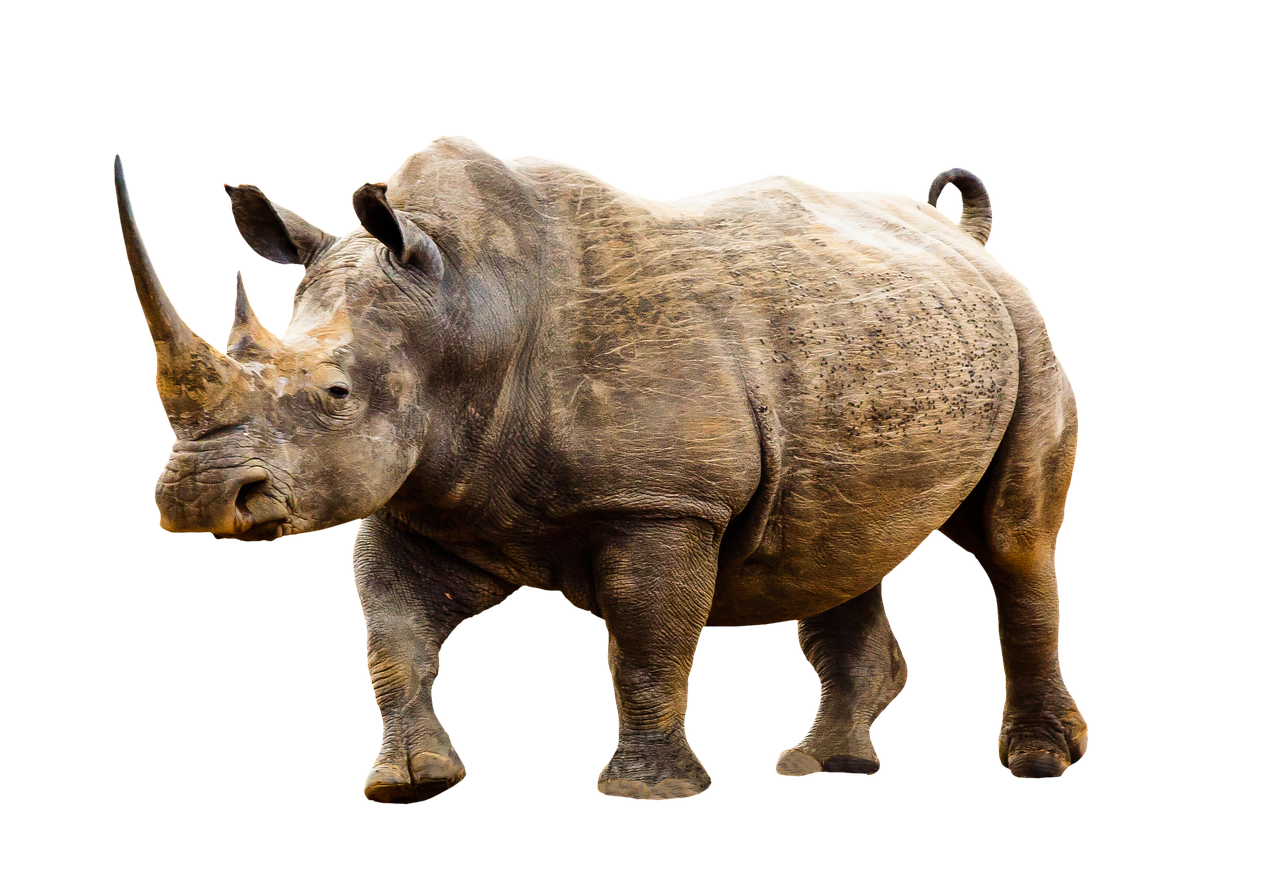 Download free photo of Animal,wild animal,rhino,africa,animal world ...