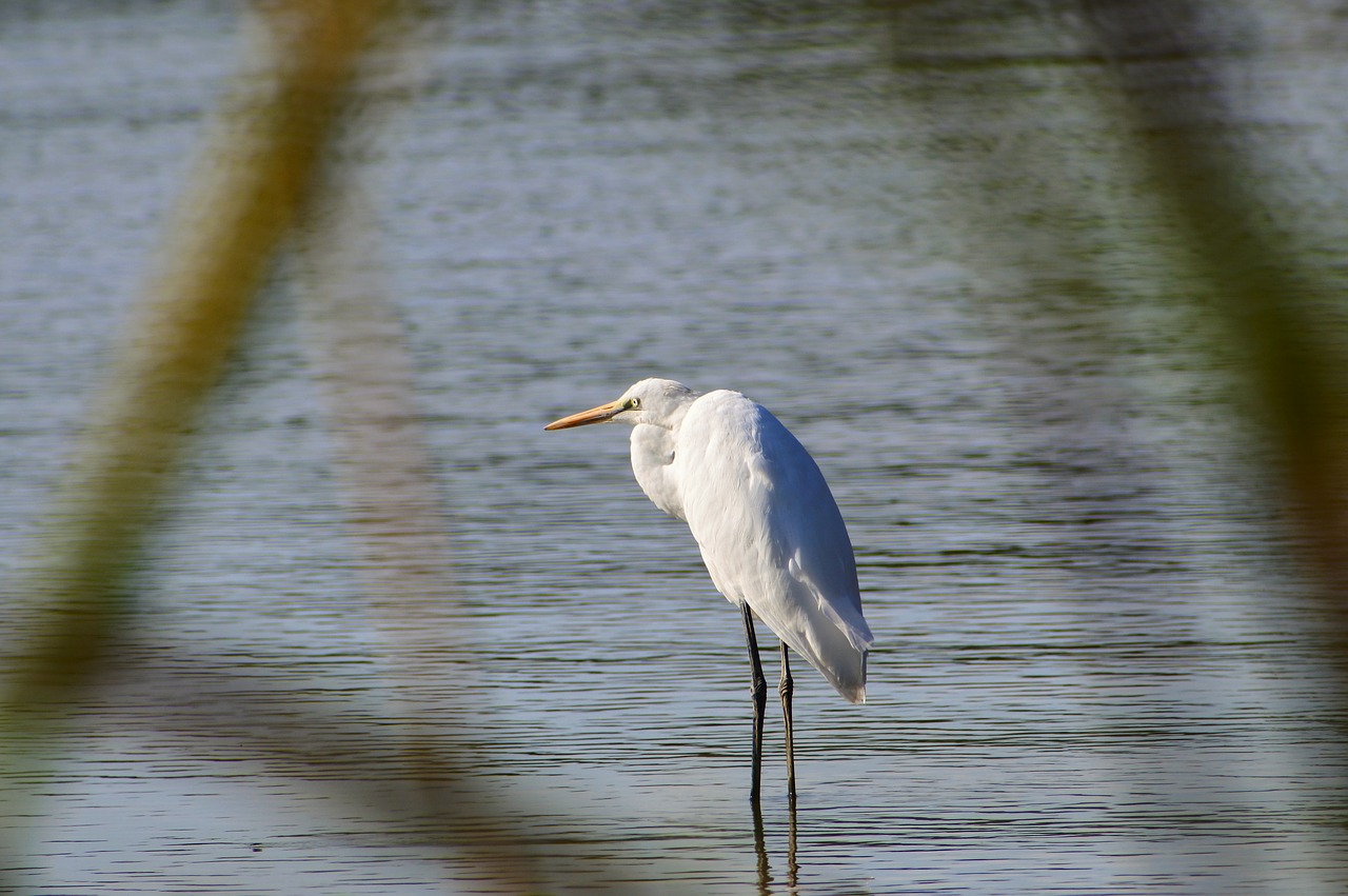 animal river waterside free photo