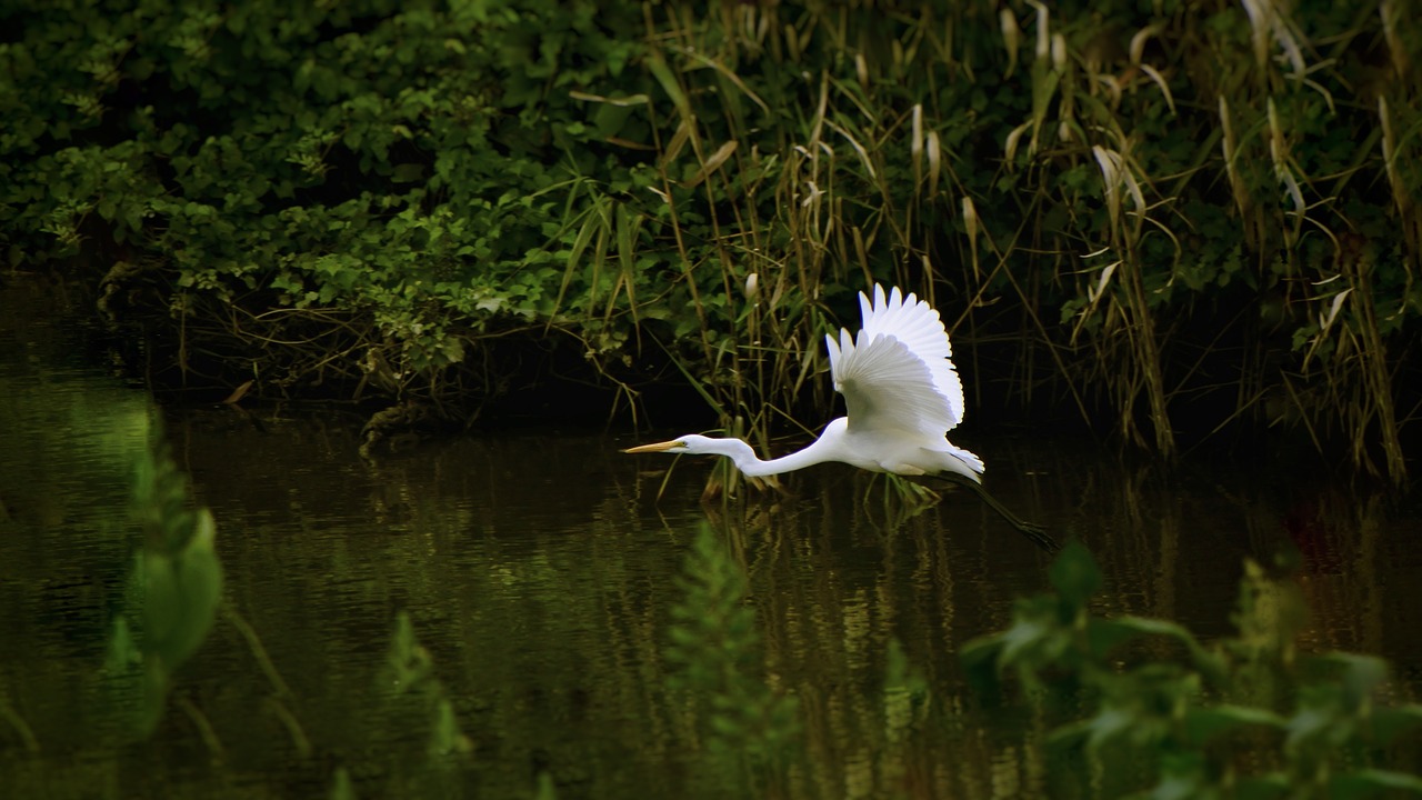 animal river waterside free photo