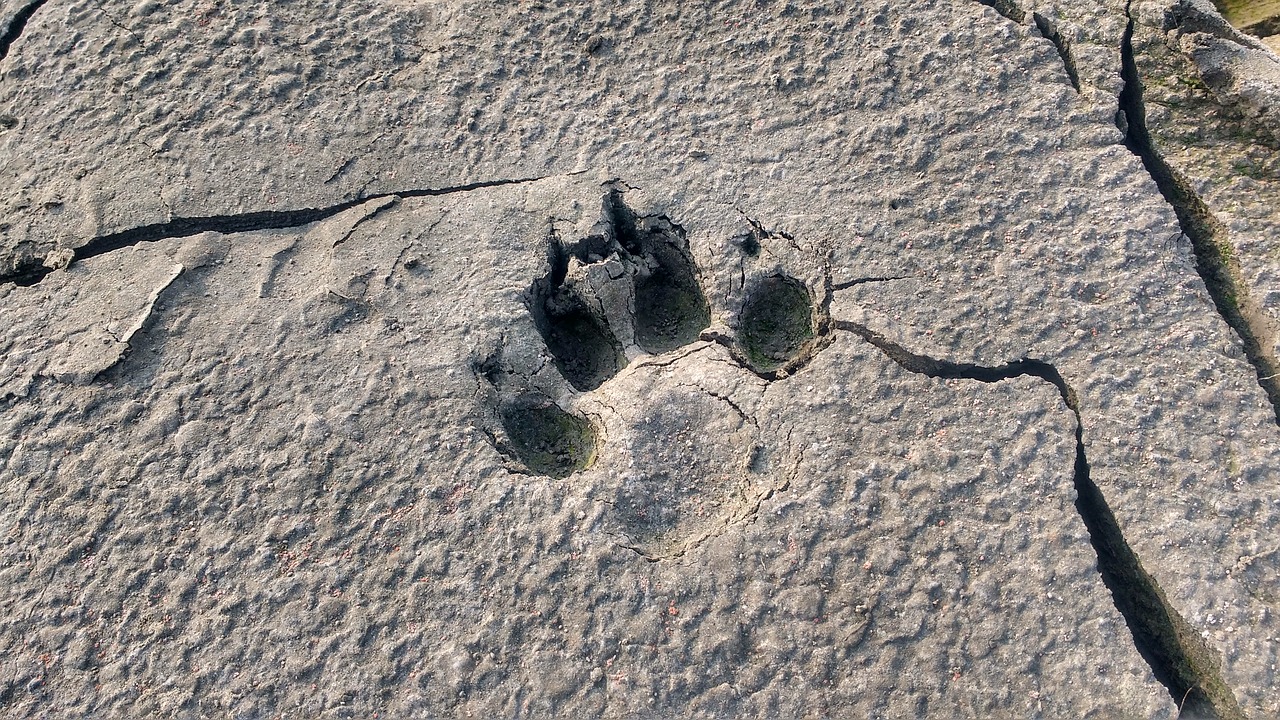 animal footprint dog footprint free photo