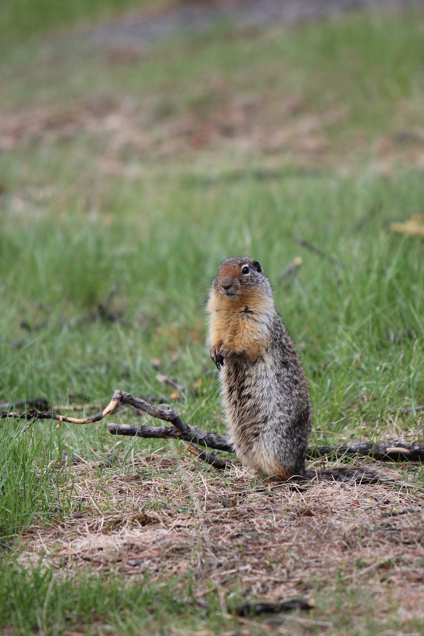 animal squirrel rodent free photo