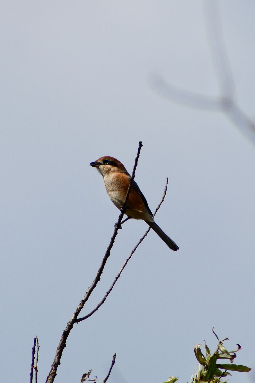 animal twigs little bird free photo