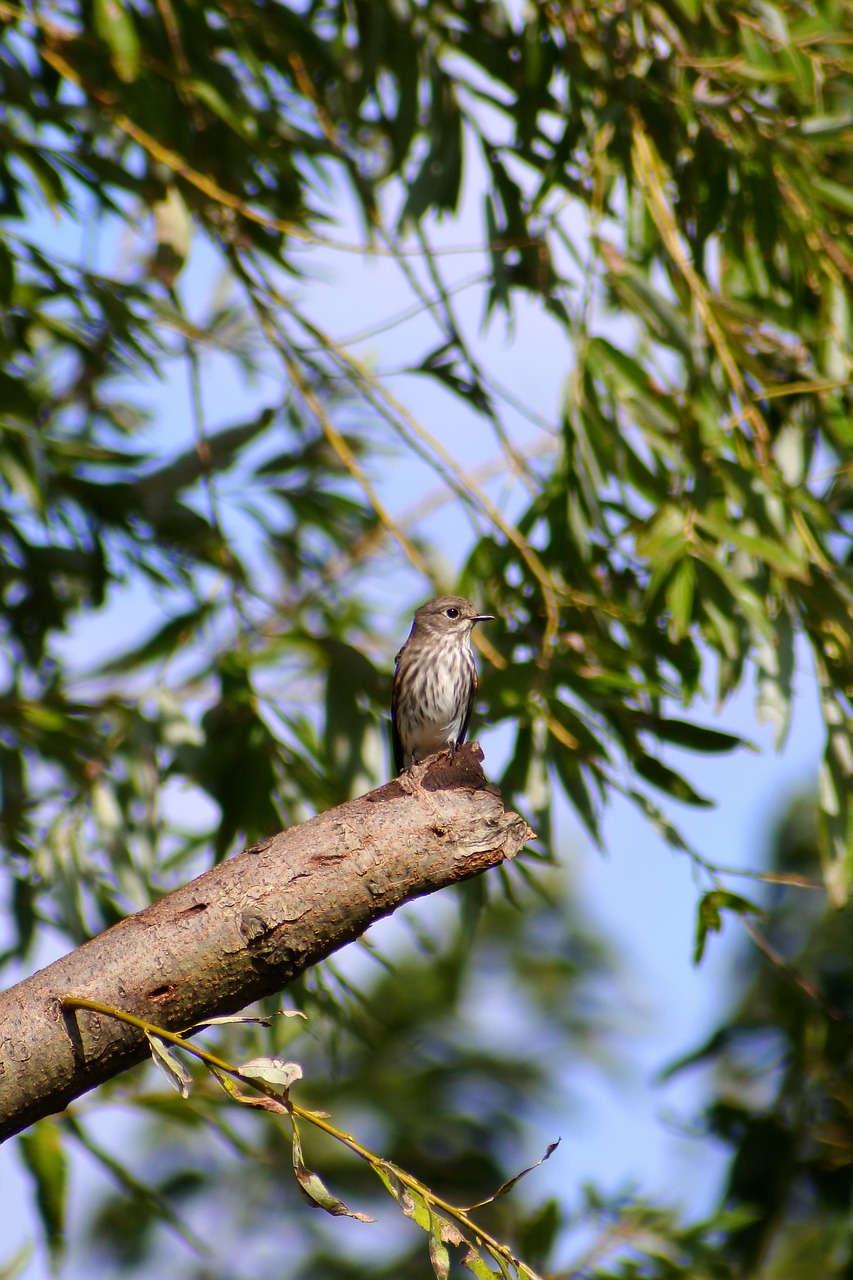 animal autumn wood free photo