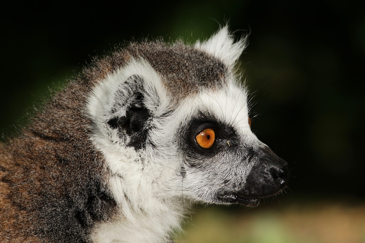animal lemur wild free photo