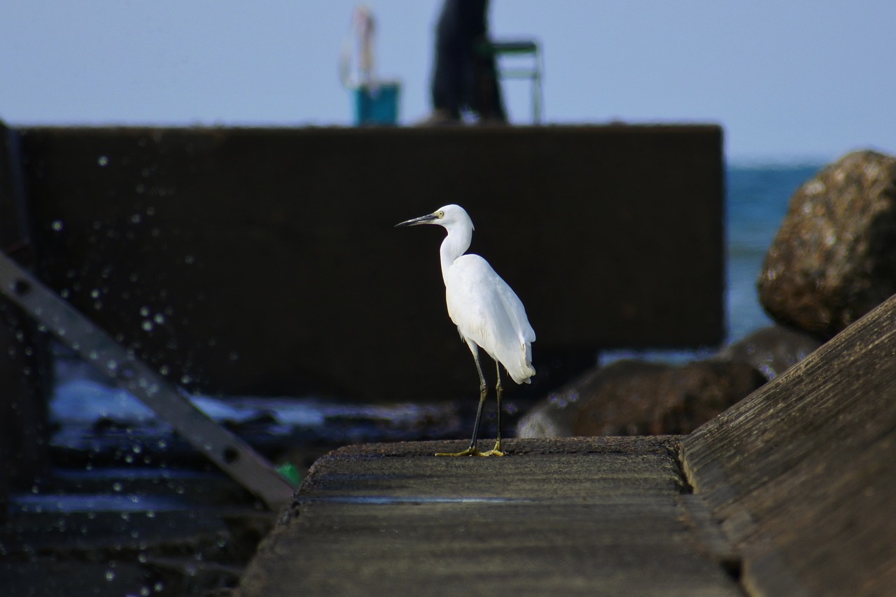 animal sea river free photo