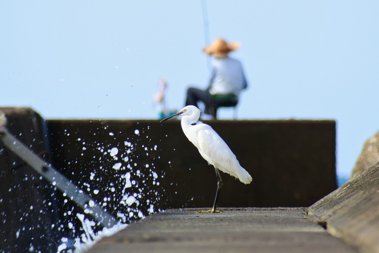 animal sea river free photo