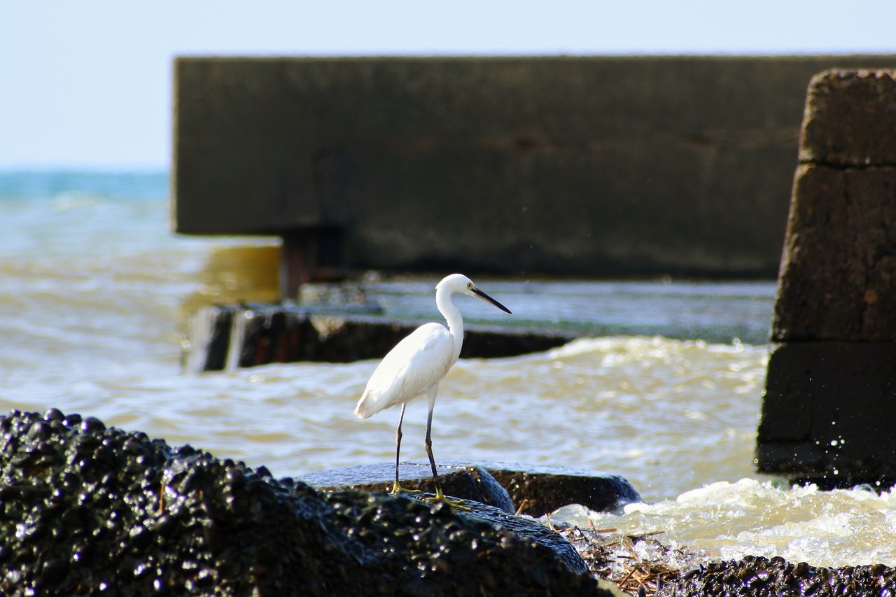 animal sea river free photo