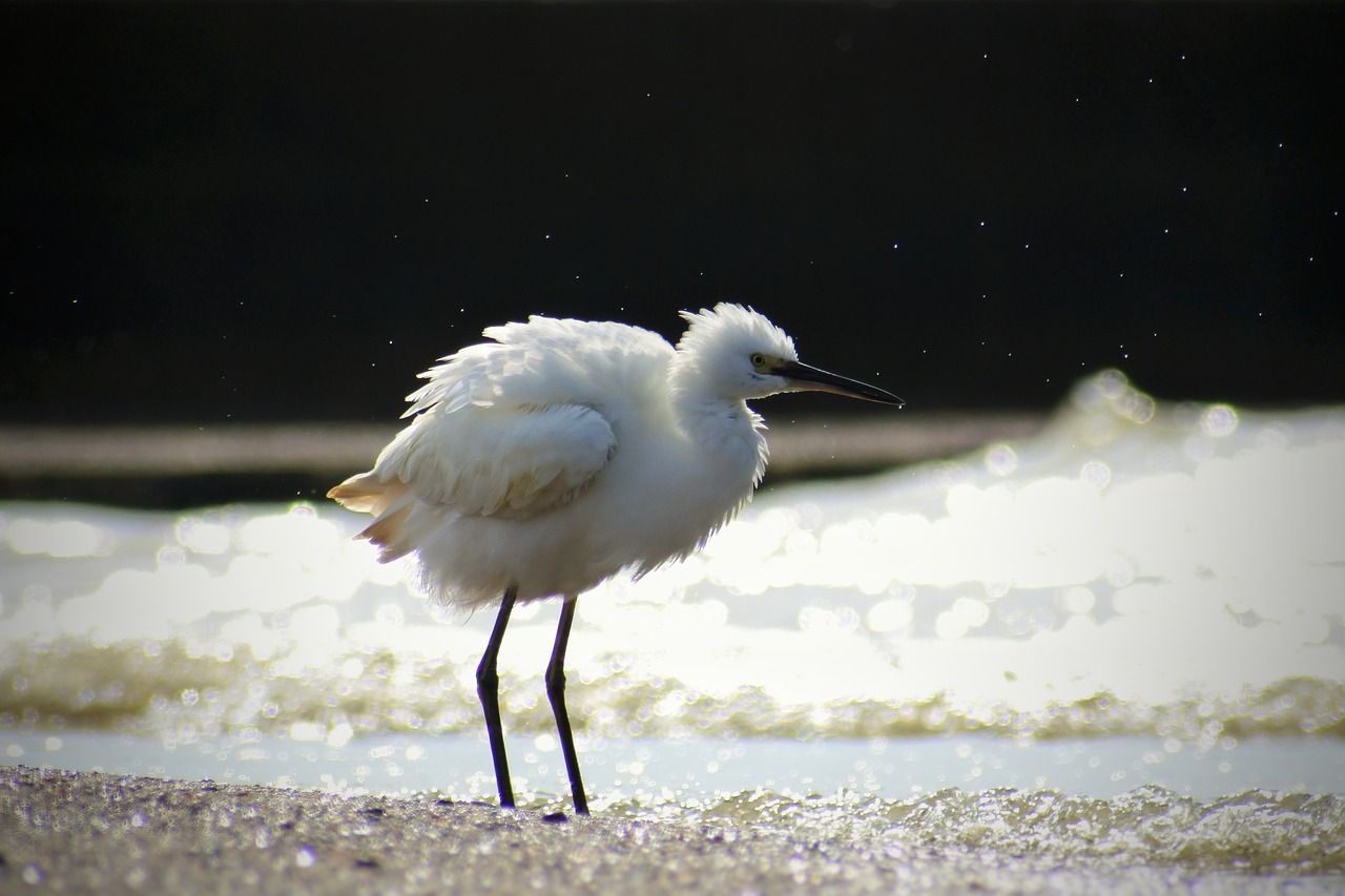 animal sea river free photo