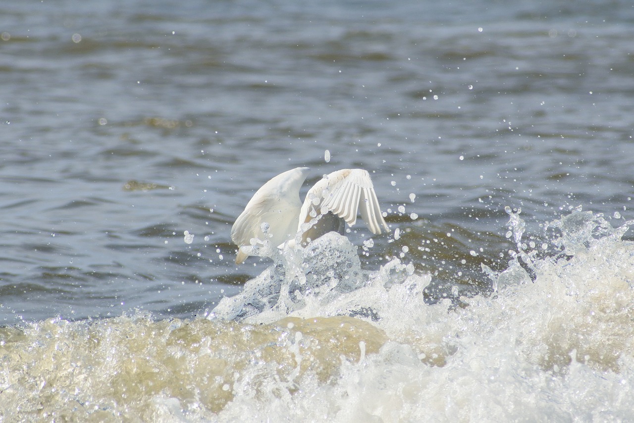 animal sea river free photo