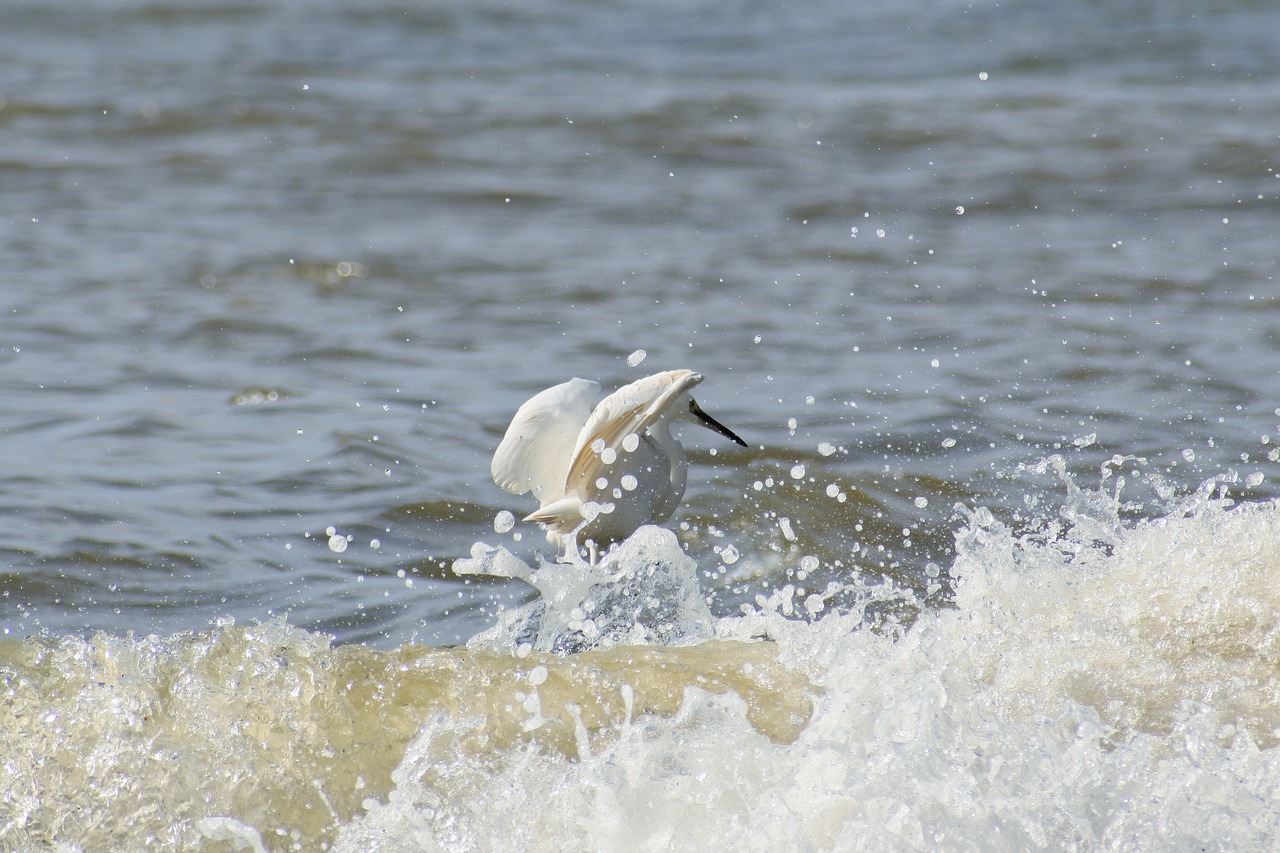 animal sea river free photo