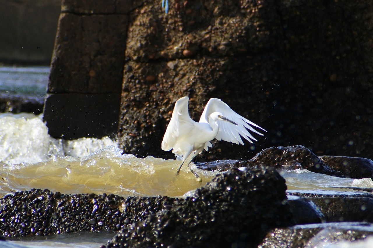 animal sea river free photo