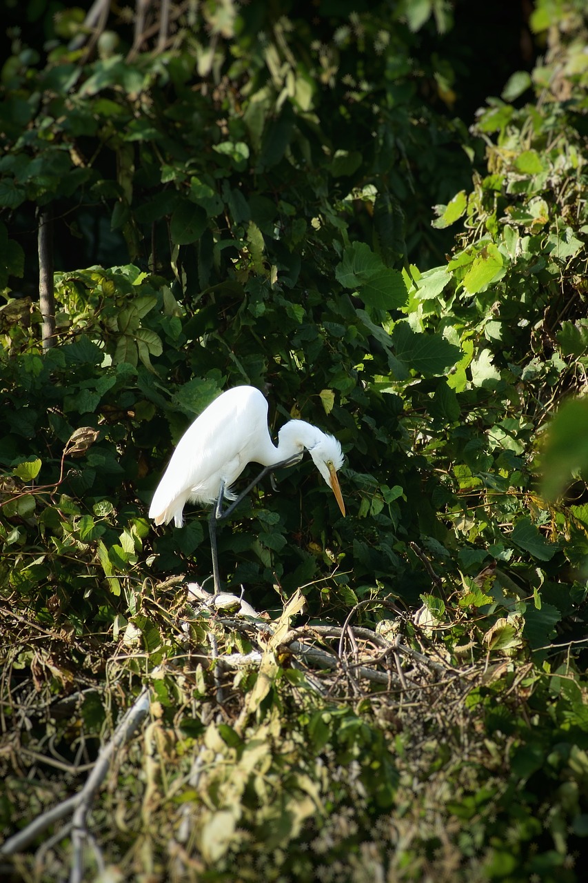 animal forest wood free photo