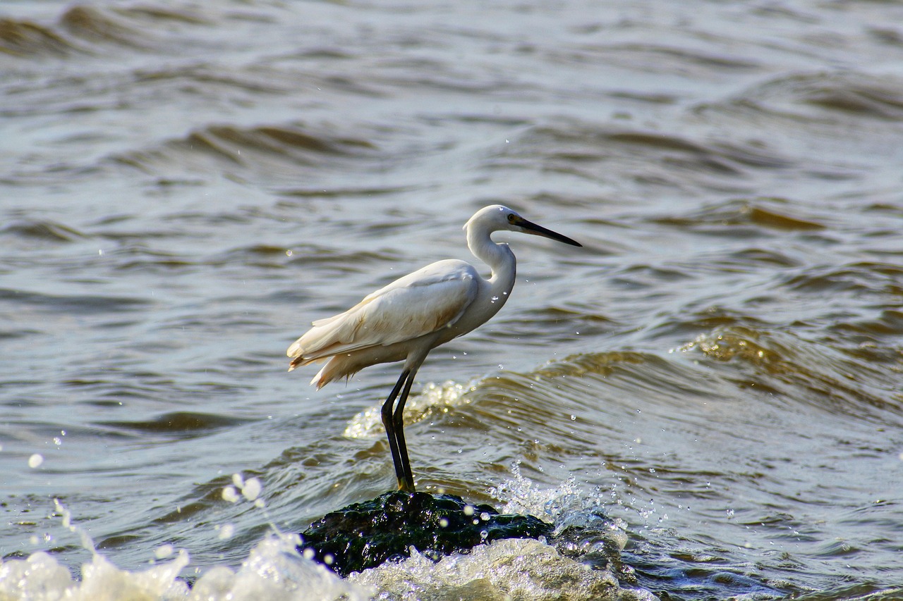 animal sea river free photo